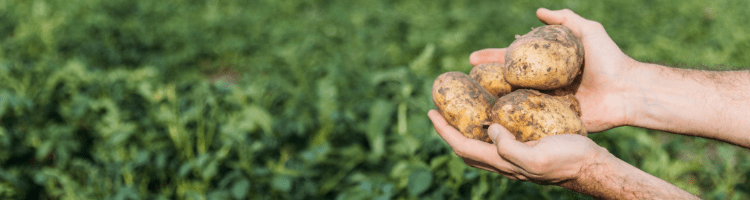 mangan-w-uprawie-ziemniaka
