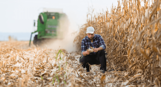 Zbiór kukurydzy na ziarno – jak wybrać najlepszy termin?