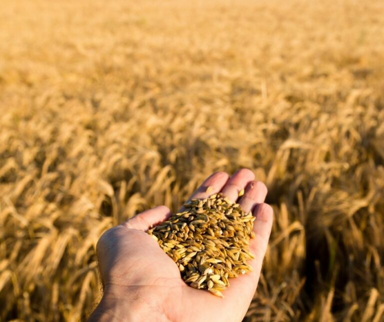 Zbiory zbóż 2020. Jak wyglądają w porównaniu z rokiem 2019?