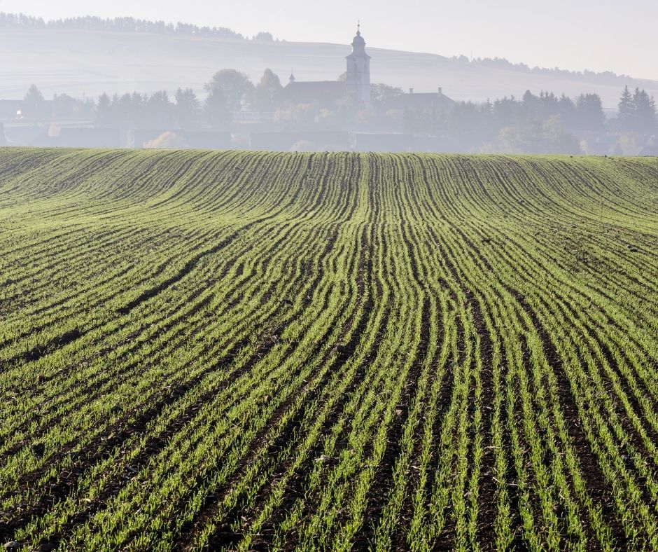 Zachwaszczenie zbóż ozimych wiosną – problem niejednego pola