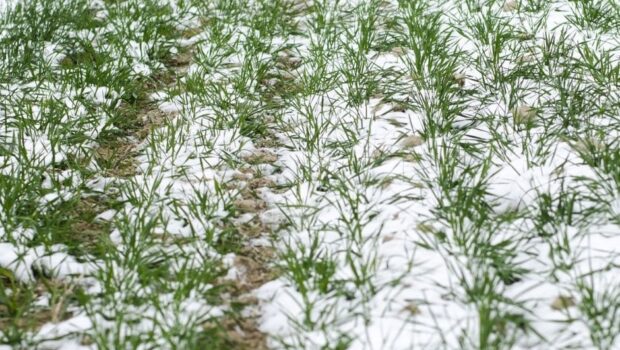 Uszkodzenia zbóż podczas zimowania polskie pole