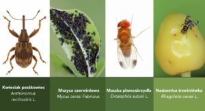 muszka plamoskrzydła, mszyca czereśniowa, kwieciak pestkowiec, • Nasionnica trześniówka