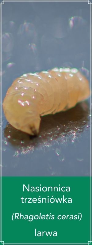 larwa szkodnika - nasionnica trześniówka