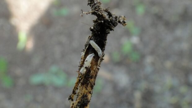 śmietka kapuściana niszczy korzeń w uprawie roślin
