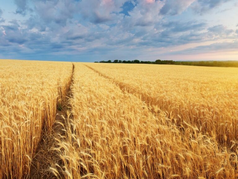 Jakie były zbiory zbóż 2020? Jakie są prognozy na rok 2021?