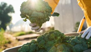 uprawa brokuła, zbliżenie na warzywo