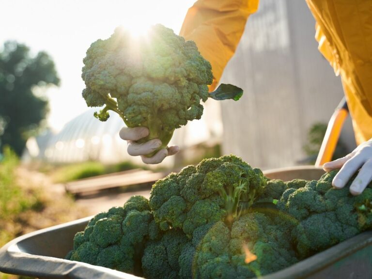 Uprawa brokuła. Jak uzyskać dobrą jakość plonu?