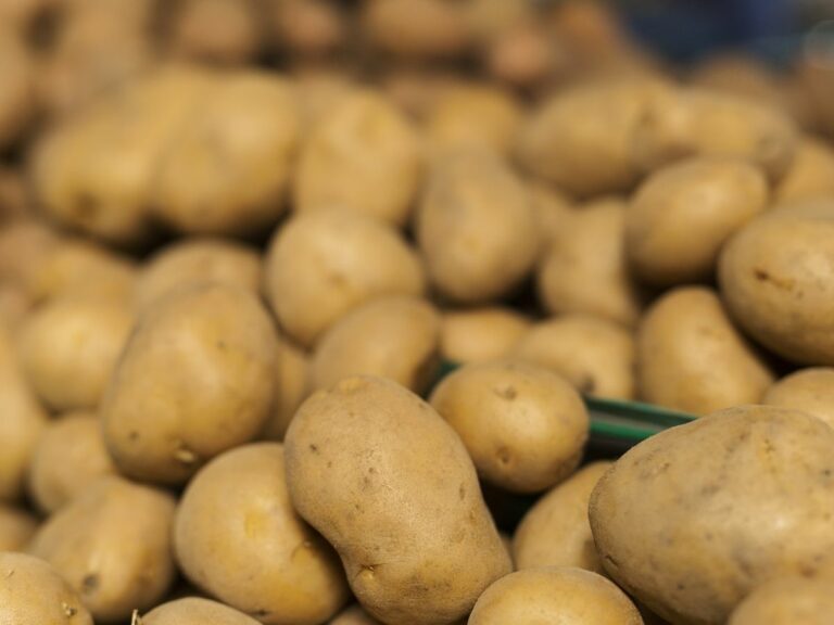 Desykacja naci ziemniaka, a jakość i zdrowotność bulw