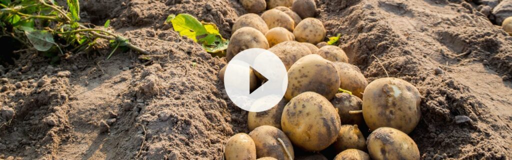 Desykant naci ziemniaczanej od FMC link do filmu uprawa ziemniaka