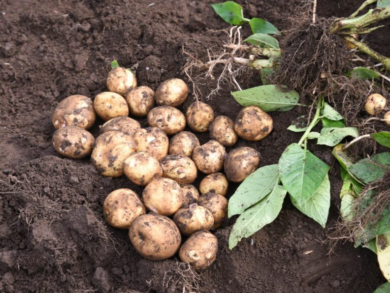 Uprawa ziemniaka – Sprawdź, co najbardziej jej zagraża