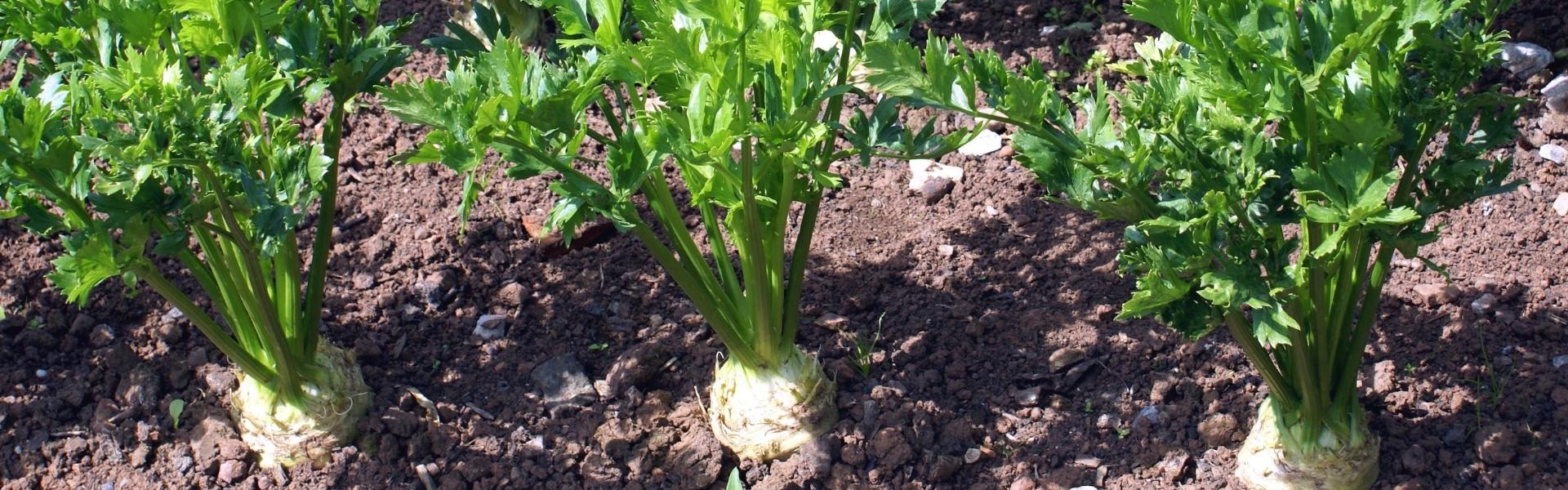 Liściolubka selerowa – jak zwalczać szkodnika warzyw?