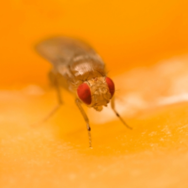 muszka plamoskrzydla monitoring szkodnikow w sadzie