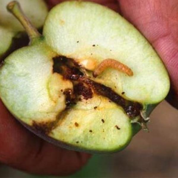 owocowka jablkoweczka