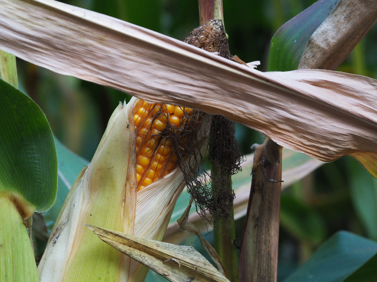 Zbiory kukurydzy – jak wyznaczyć właściwy termin?