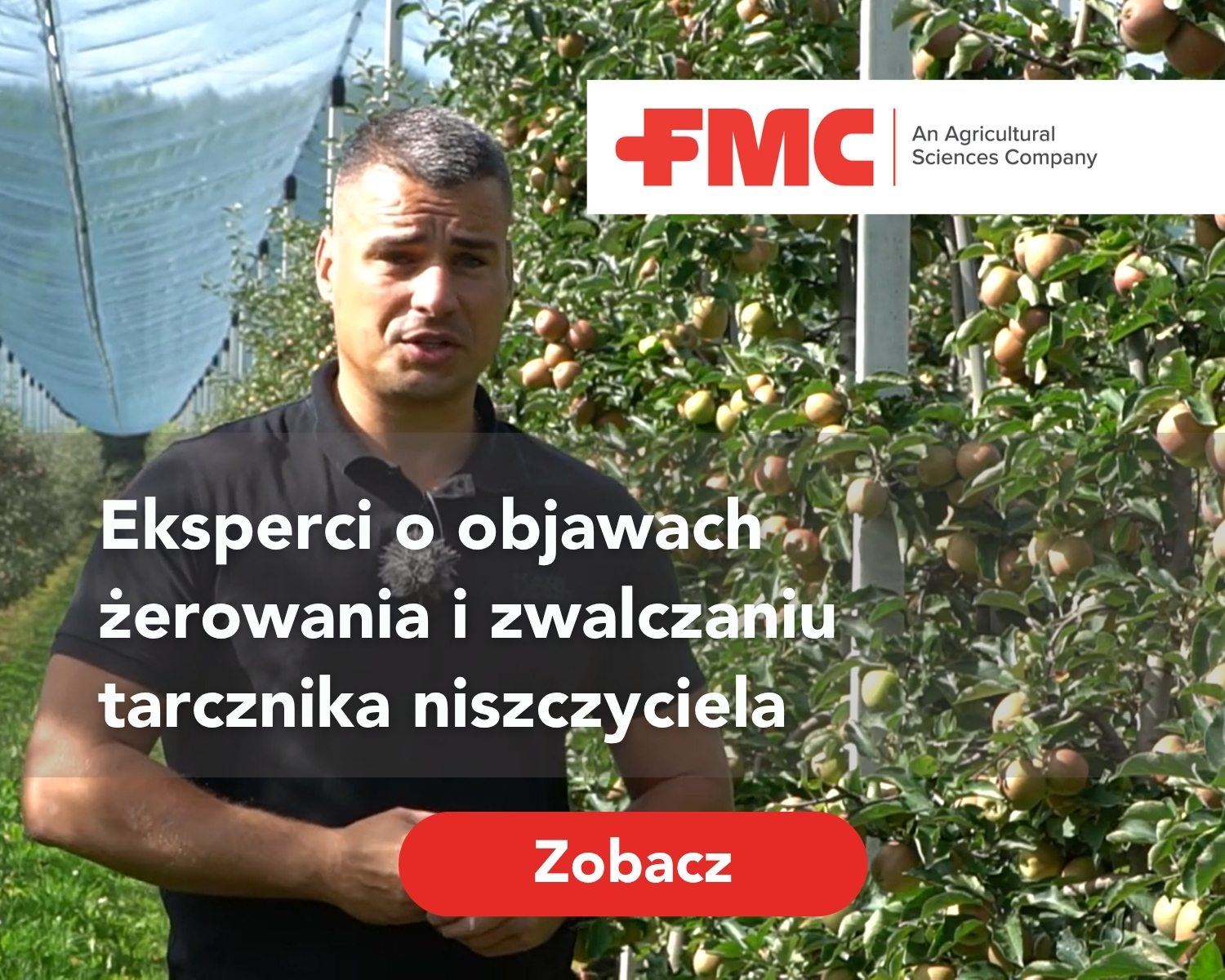 Objawy żerowania i zwalczanie tarcznika niszczyciela