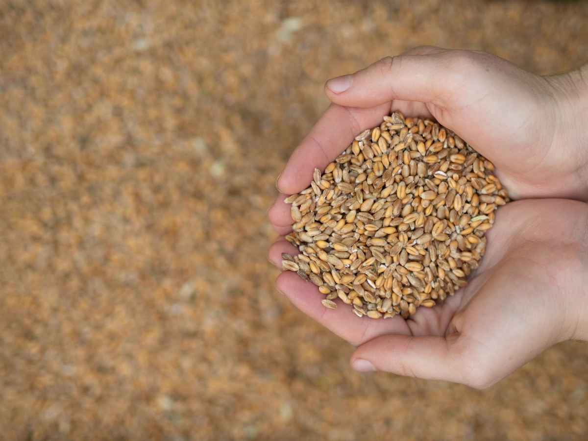 Jakie były plony zbóż w 2022 roku?