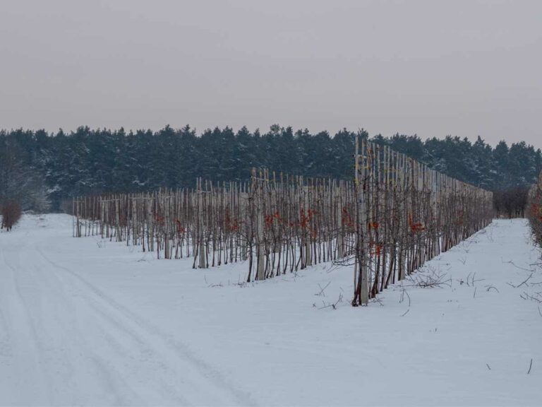 Zima w sadzie – prace do wykonania zimą