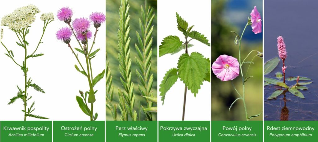 Chwasty rozłogowe – jak zwalczać? - Praktyczny poradnik rolnika
