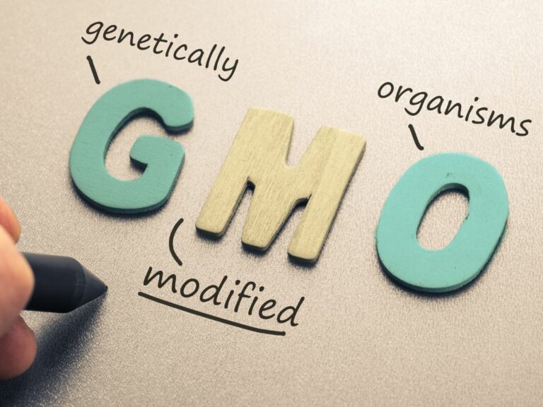 GMO
