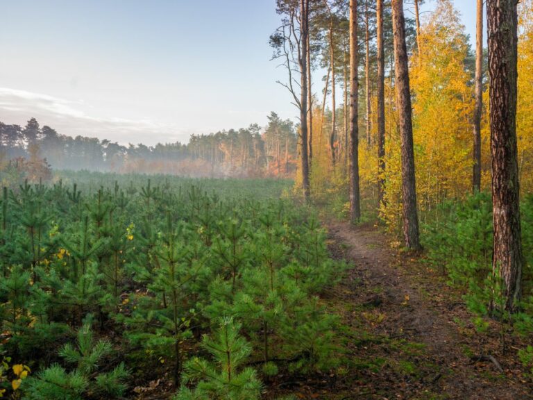 Gospodarka leśna