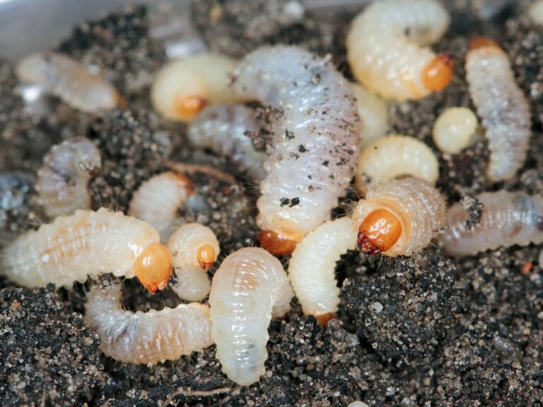 Szkodniki glebowe truskawki – duże zagrożenie dla uprawy