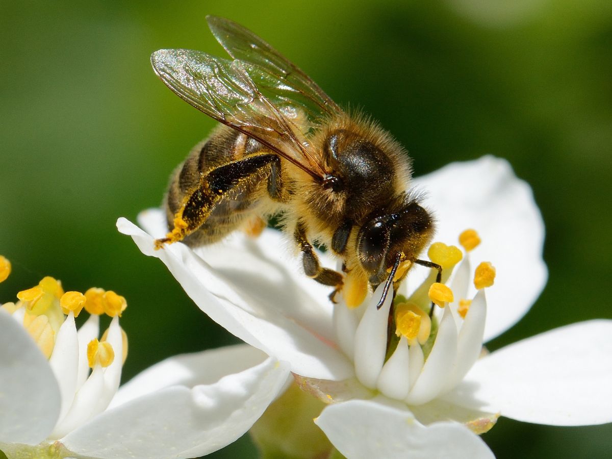 20 maja Światowy Dzień Pszczół – stosowanie ŚOR a ochrona pszczół