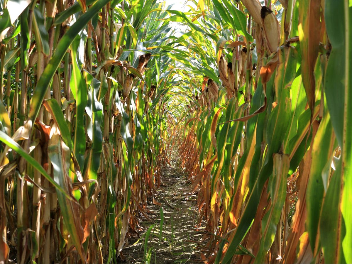 Krzewienie kukurydzy – jak podejść do tego zjawiska?