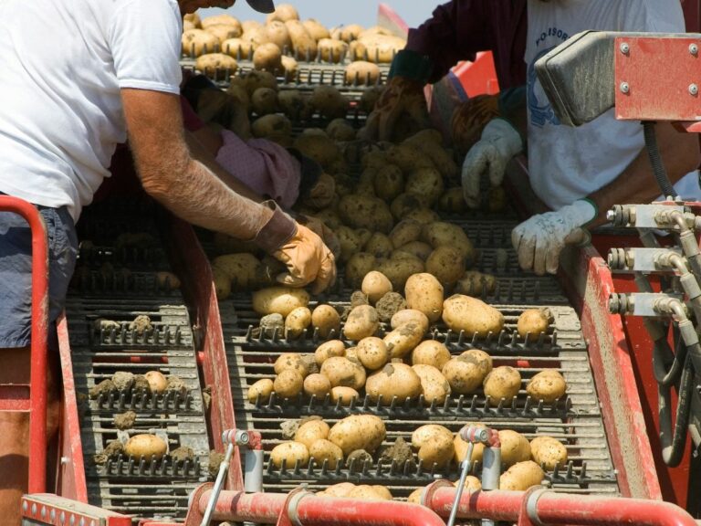 Zbiór ziemniaków – o czym pamiętać?