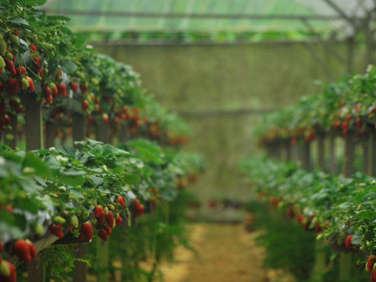 Szkodniki upraw jagodowych – co warto wiedzieć?