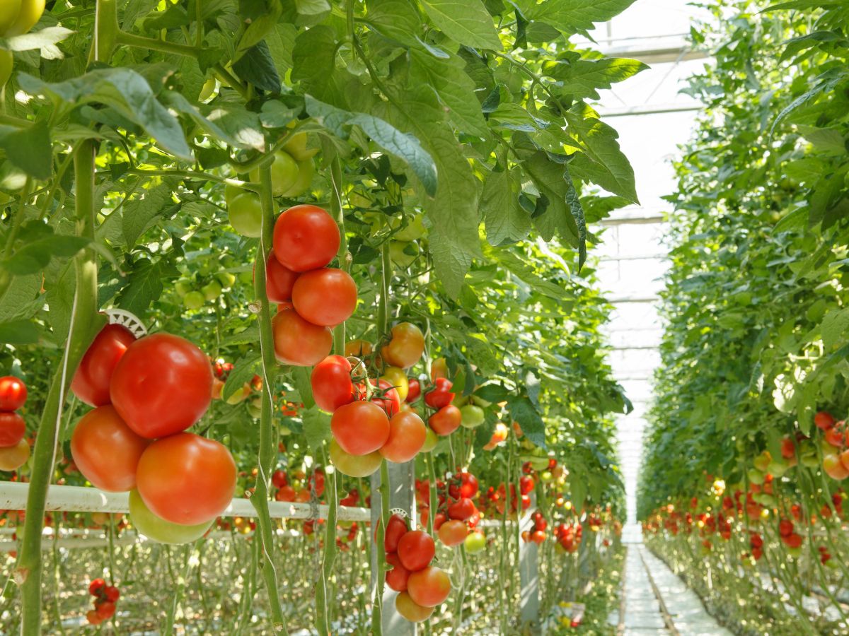 Uprawa pomidora w szklarni – wady i zalety