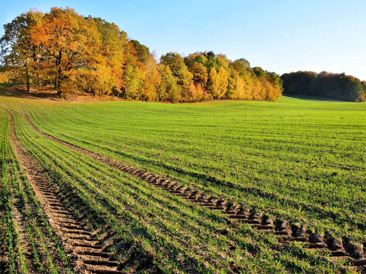 Ciepła jesień w rolnictwie. Jak wysokie temperatury wpływają na uprawy?