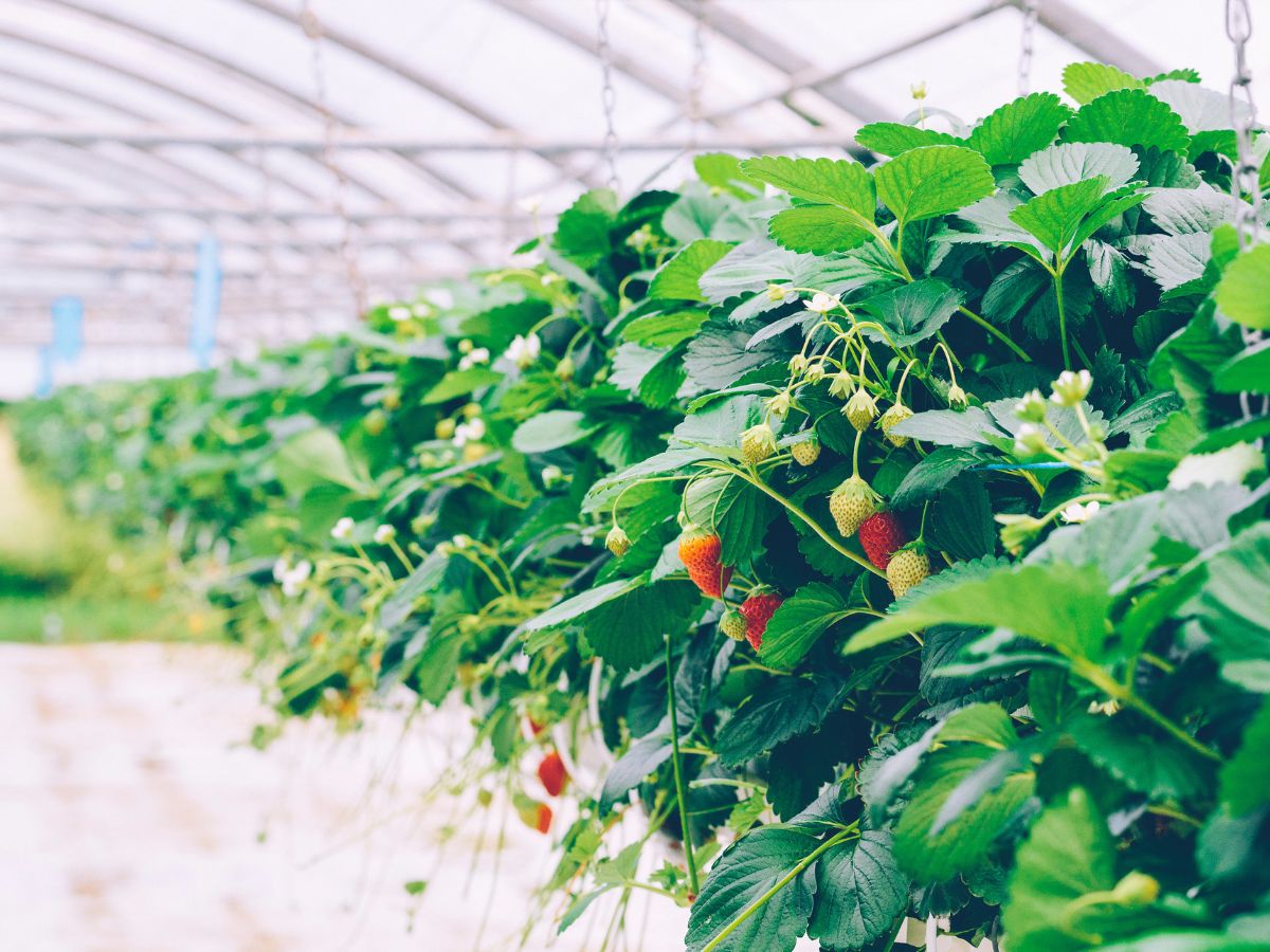 Uprawa truskawki w szklarni – najważniejsze aspekty