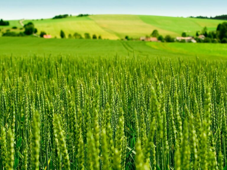 Odmiany przewódkowe zbóż – co warto wiedzieć?