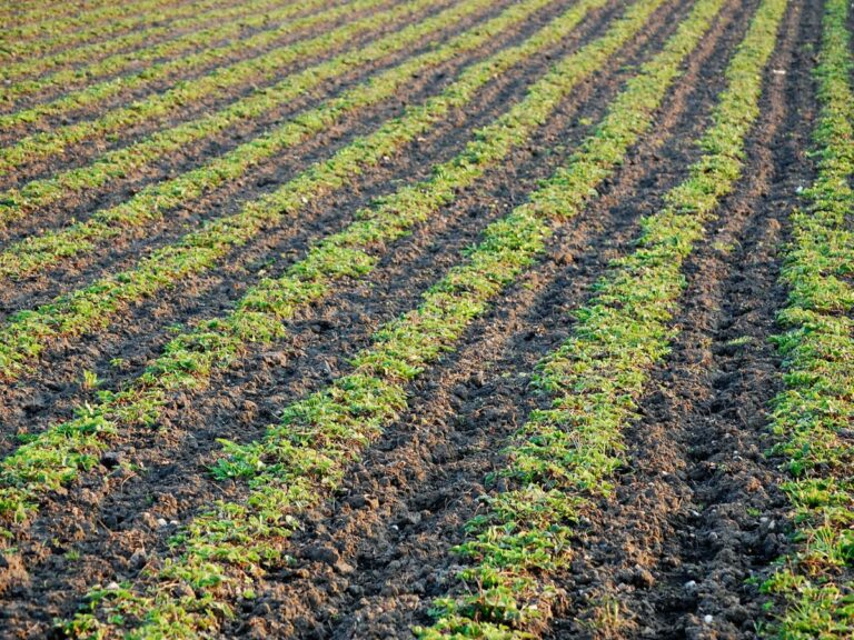Zwalczanie chwastów w uprawie truskawki polowej