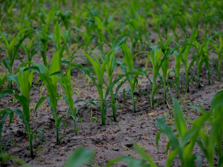 Ochrona kukurydzy przed agrofagami – szkodniki, chwasty i choroby