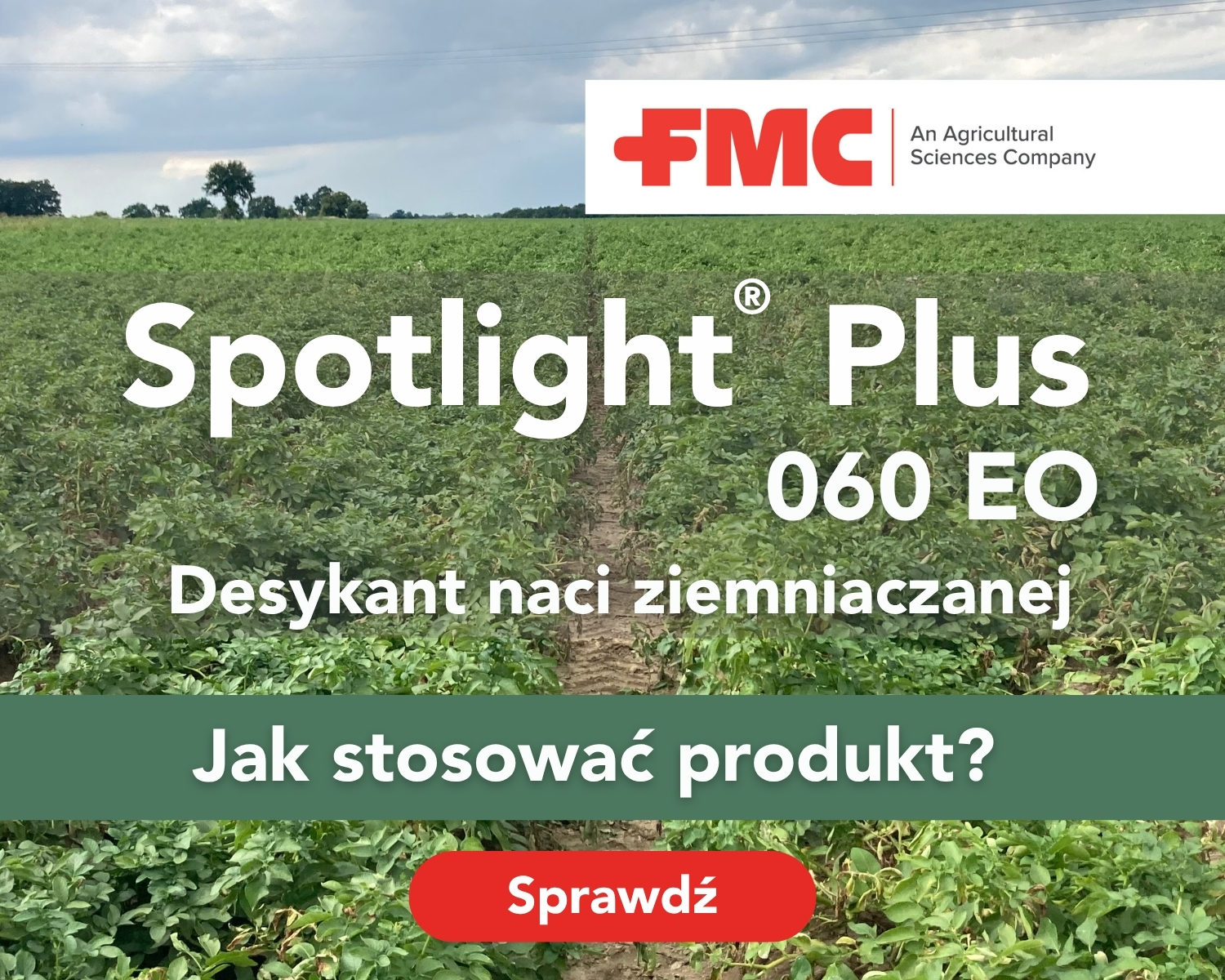 Desykacja nazi ziemniaczanej. Spotlight Plus 060 EO desykant. Jak stosować produkt?