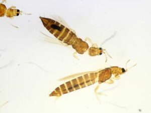 Wciornastek różówek pod mikroskopem