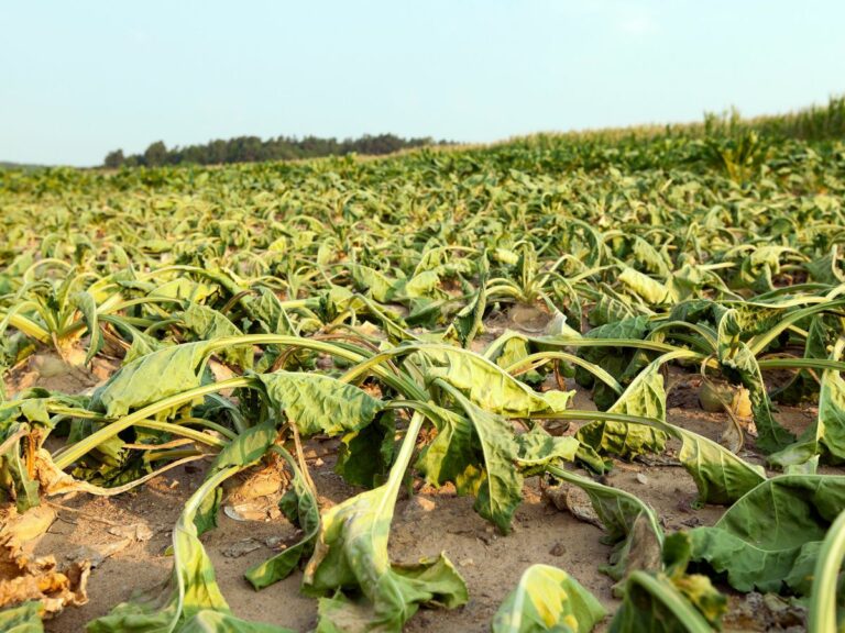 Ochrona upraw podczas suszy