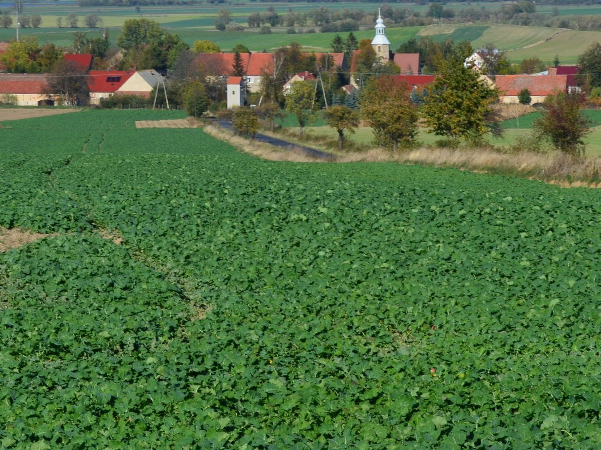 Międzyplony – ważne aspekty upraw międzyplonowych