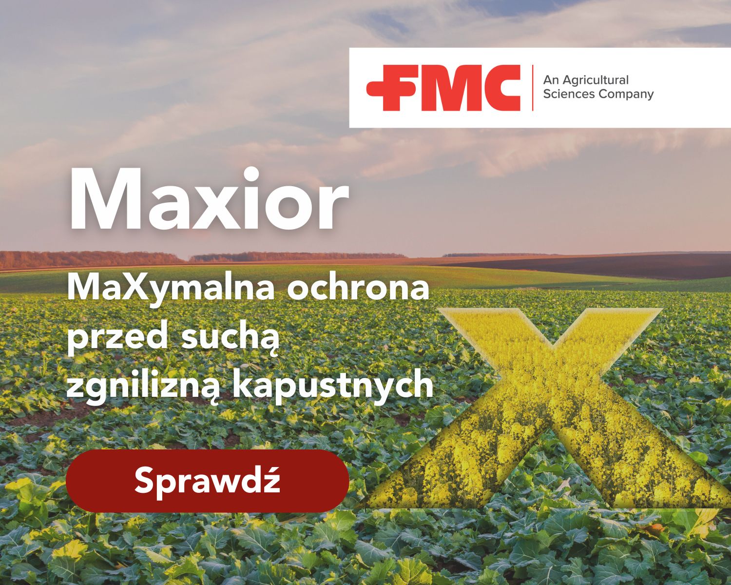 Maxior na suchą zgniliznę kapustnych