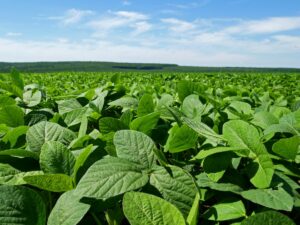 Chwasty w soi - zwalczanie