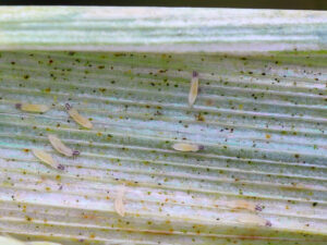 Larwy wciornastka na liściu zboża