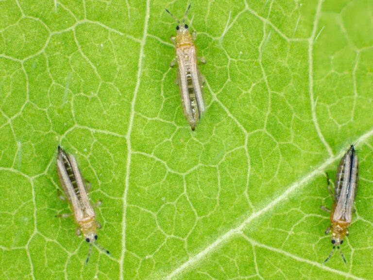 Wciornastki zwalczanie – o szkodnikach i sposobach zwalczania