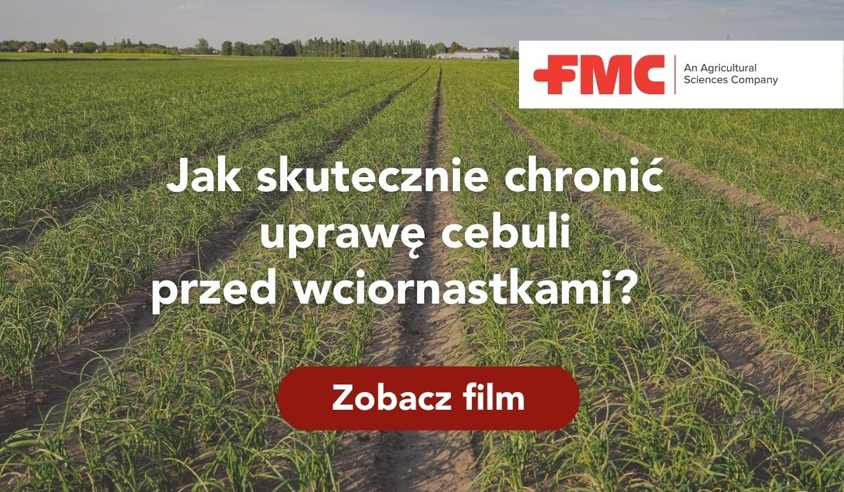 Zwalczanie wciornastków w cebuli - ochrona cebuli