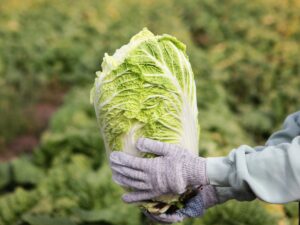 Kapusta pekińska - uprawa