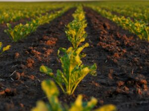 Terminy siewu buraków - FMC Agro Polska