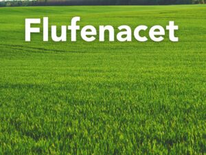 Flufenacet będzie wycofany. Jakie alternatywy?