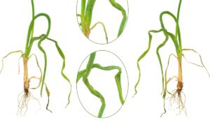 Szkodniki cebuli - niszczyk zjadliwy