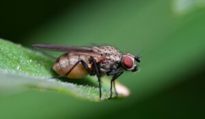 Ochrona cebuli przed śmietką cebulanką