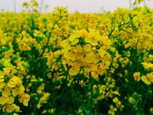 Gorczyca - wszystko, co warto wiedzieę o uprawie